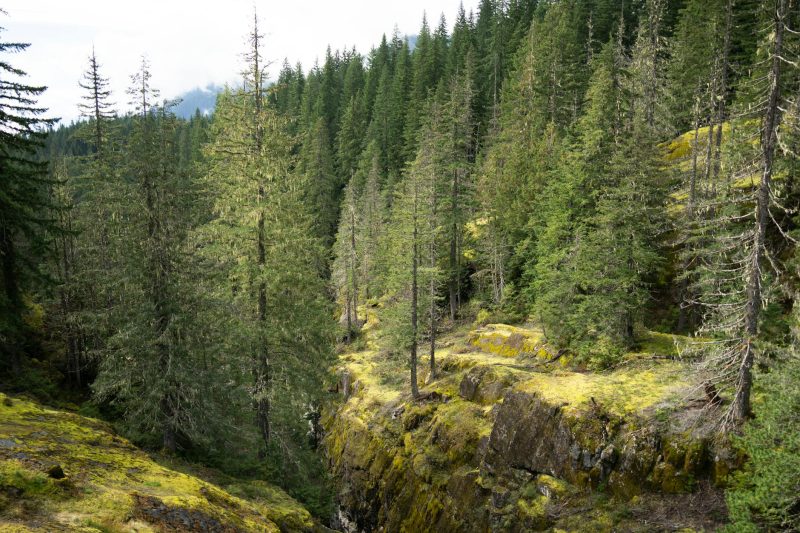 Lush, tranquil forests with tall trees and varied greenery in Mount Rainier, Washington.