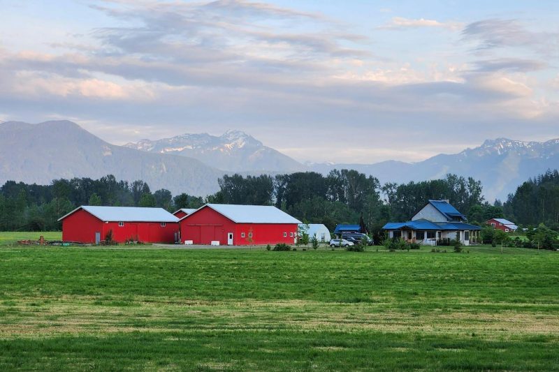 Serene Agassiz, BC farm featuring red barns and mountains under a clear blue sky.